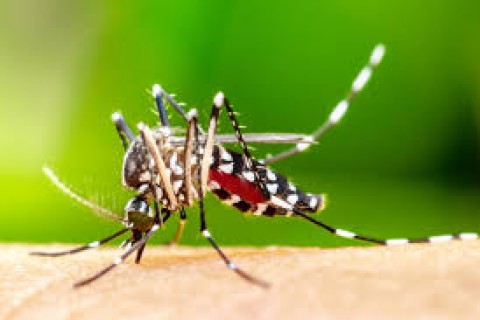 Infecções por Aedes aegypti aumentam risco de complicações no parto